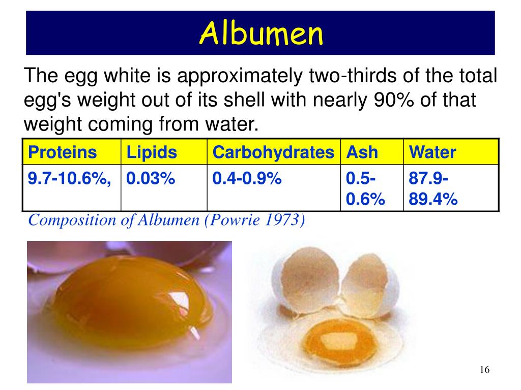 Egg Albumen Definition at Noel Northern blog