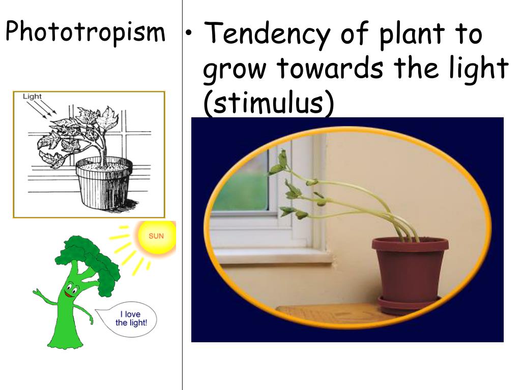 PPT Topic Plants Aim Describe the role of tropisms