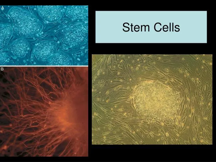 PPT - Stem Cells PowerPoint Presentation, Free Download - ID:6741883