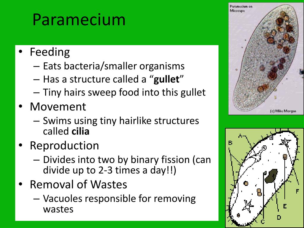 PPT Unicellular  Organisms  PowerPoint Presentation free 