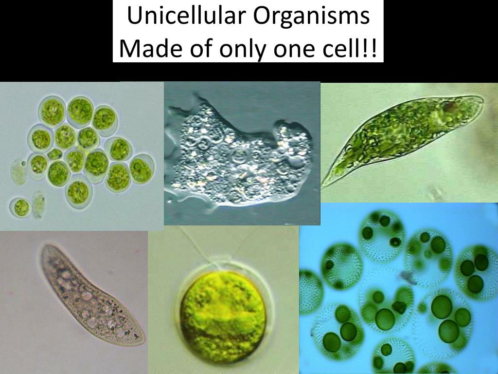 PPT Unicellular  Organisms  PowerPoint Presentation free 