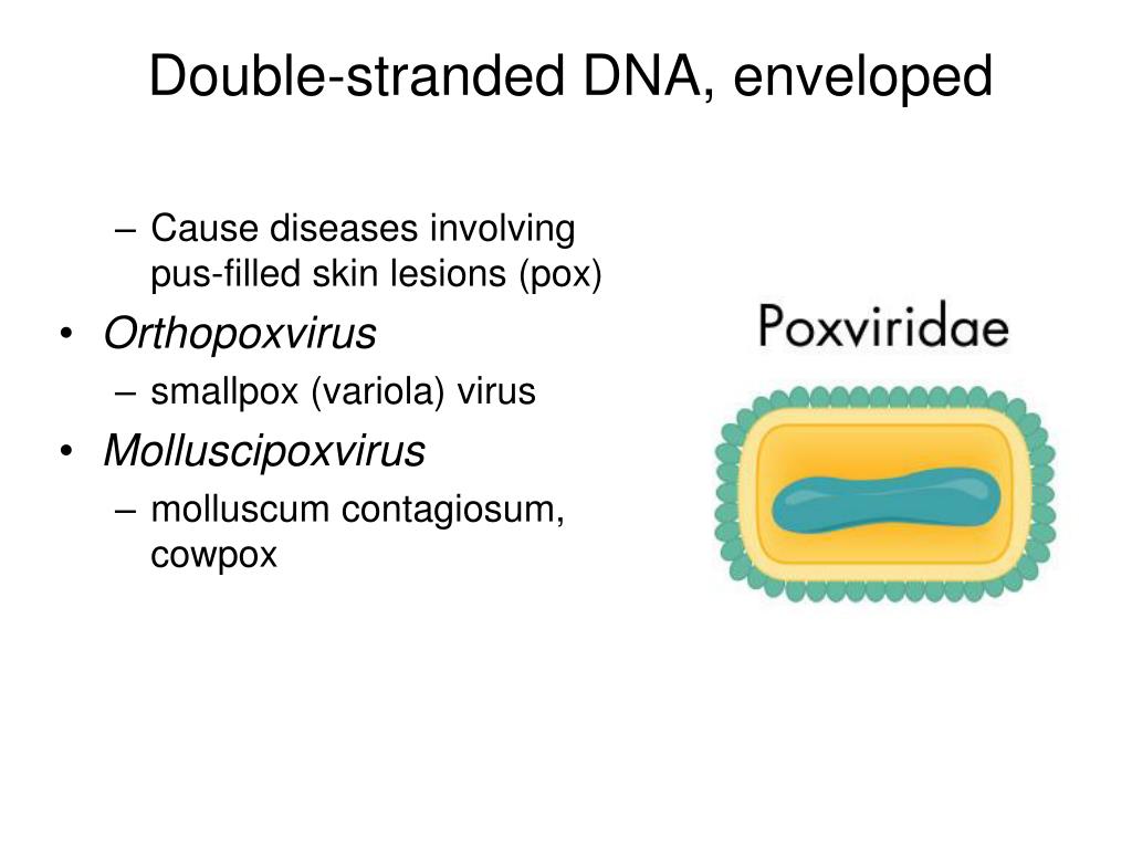 Ppt Single Stranded Dna Non Enveloped Powerpoint Presentation Free Download Id