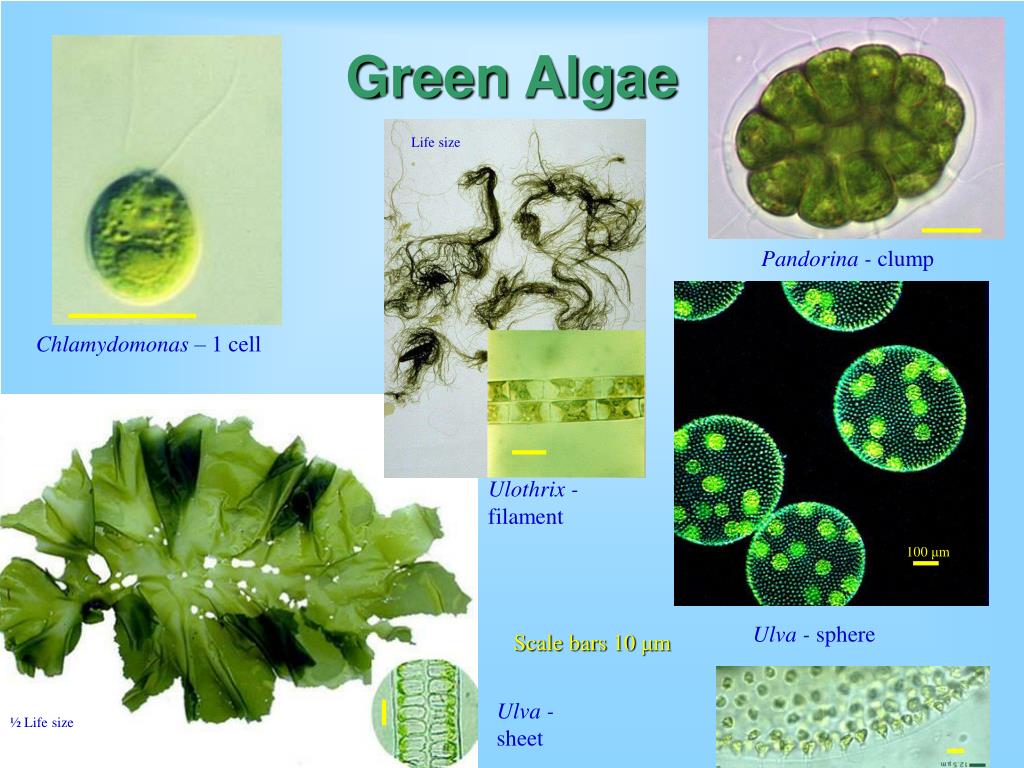ppt-algae-powerpoint-presentation-free-download-id-6744340