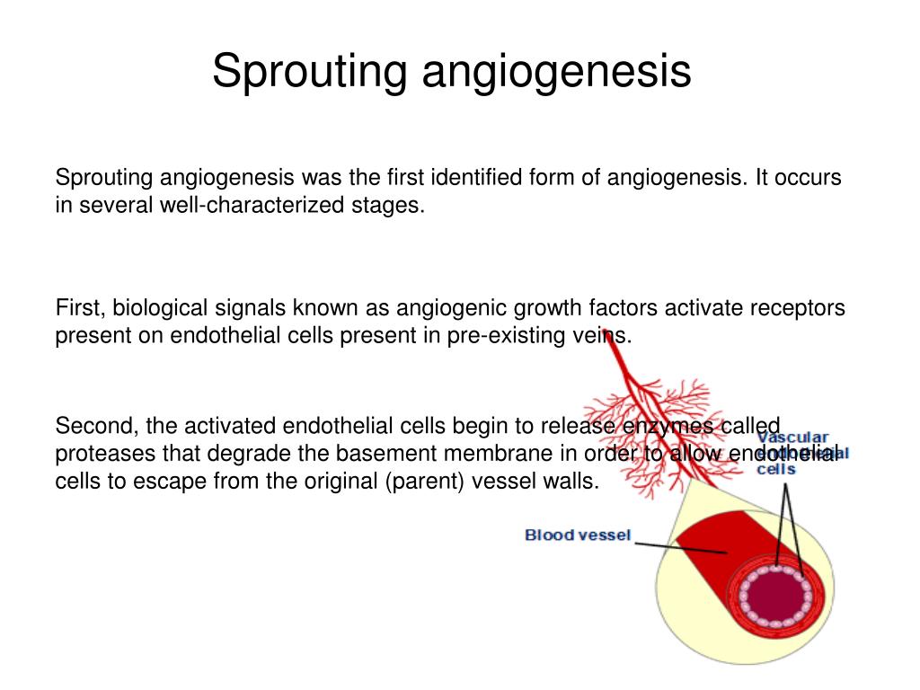 PPT - Angiogenesis PowerPoint Presentation, free download 