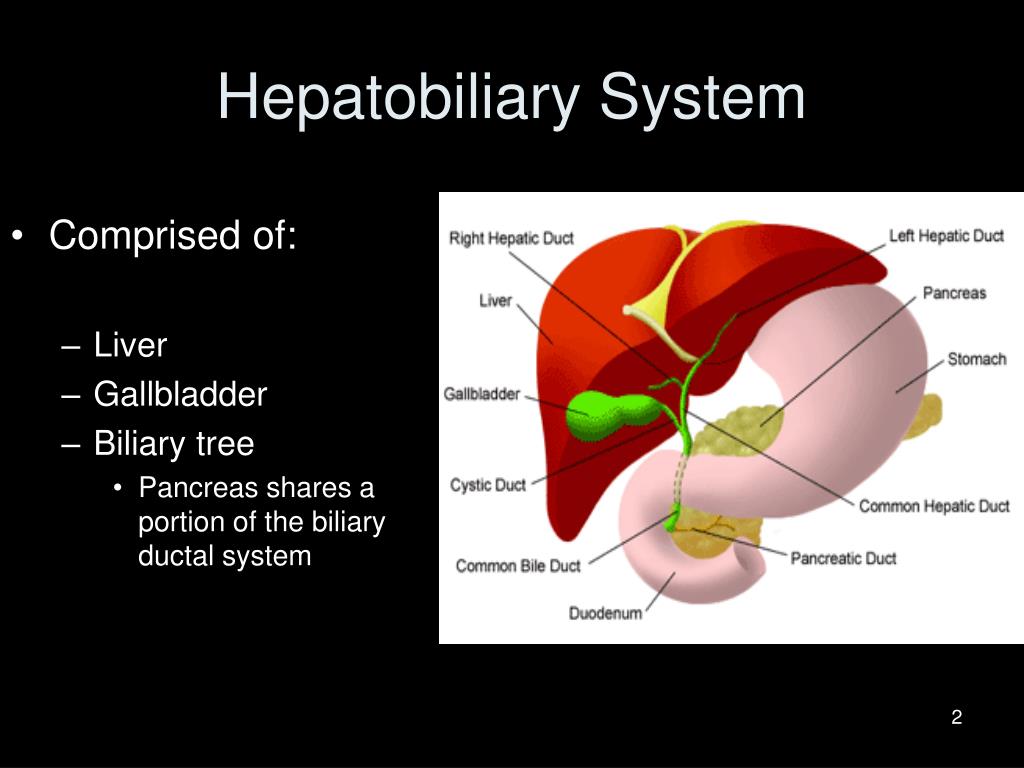 Ppt Pathology Of Liver Biliary Tract And Pancreas Powerpoint | My XXX ...