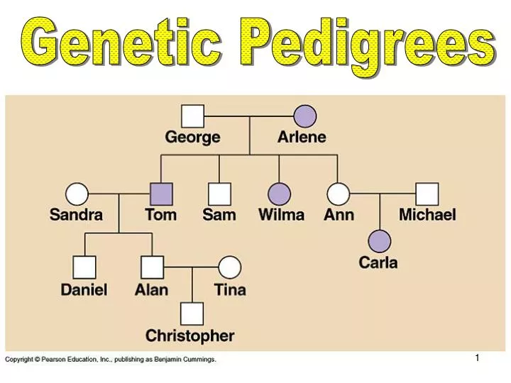 Muscular Dystrophy Pedigree Chart Answers