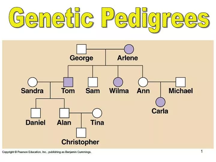 Pedigree Chart Ppt