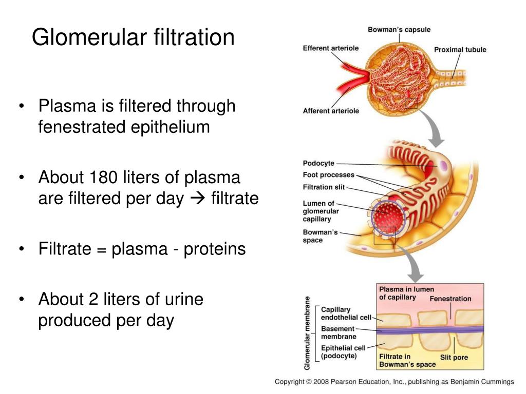Cuál es el valor normal del filtrado glomerular