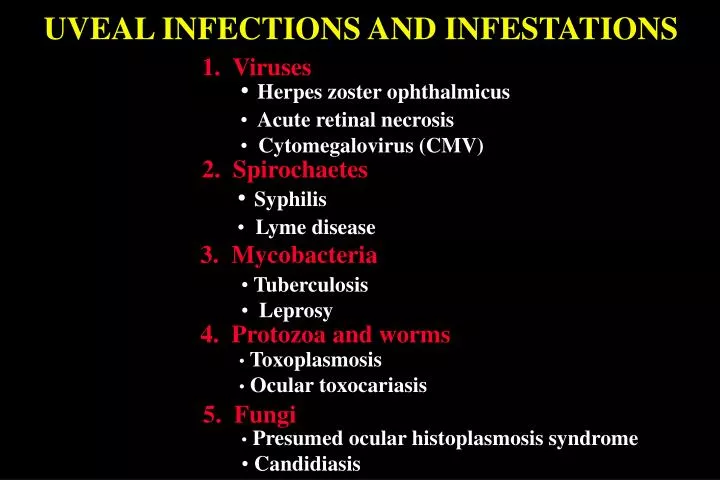 Ppt Uveal Infections And Infestations Powerpoint Presentation Free Download Id 6748173