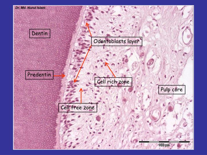 PPT - Dentin_pulp complex PowerPoint Presentation - ID:6750600