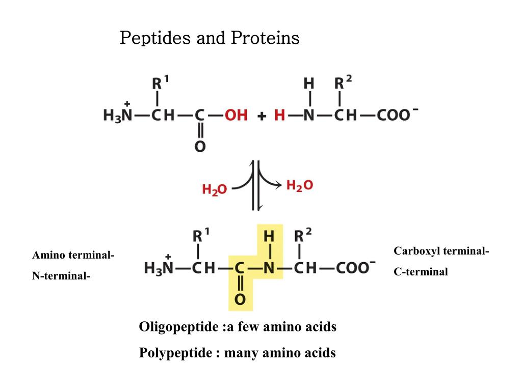 Сборка полипептидов. Пептиды это. Пептид Олигопептид это. Пептиды значок. Пептиды картинки.
