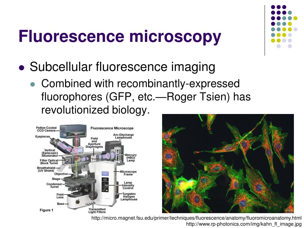PPT Molecular luminescence spectroscopy PowerPoint Presentation, free