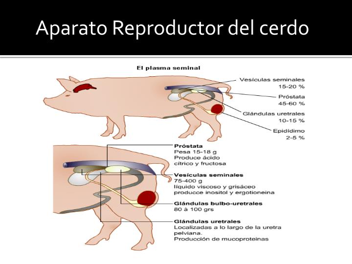 PPT - Anatomía Bovinos , Cerdos , Aves PowerPoint Presentation - ID:6753115