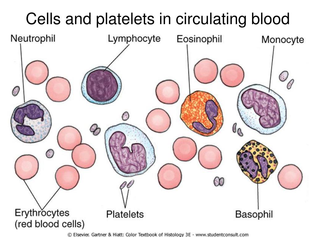 Кровь на б клетки. Клетки крови моноциты лимфоциты гранулоциты. Базофилы эозинофилы нейтрофилы моноциты и лимфоциты. Эозинофилы моноциты клеток нейтрофилы. Нейтрофилы лимфоциты моноциты.
