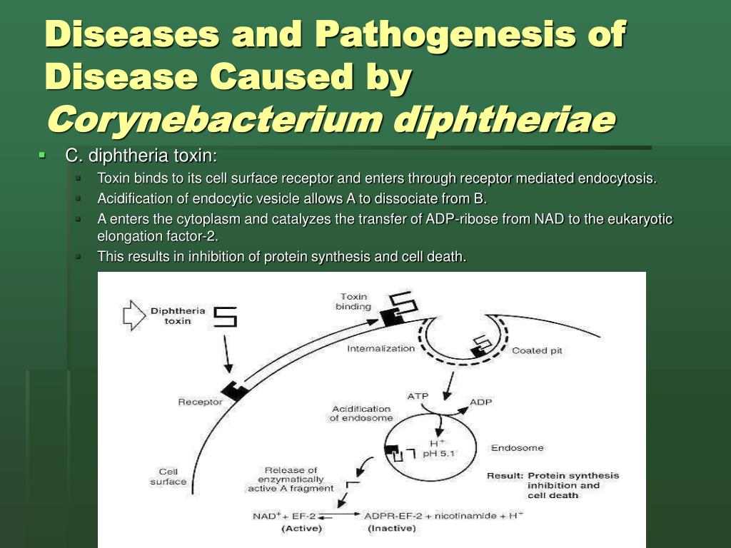 Этиология дифтерии. Патогенез дифтерии. Дифтерия этиология патогенез. Патогенез дифтерии схема. Патогенез осложнений дифтерии.