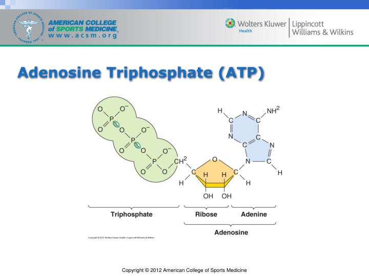 PPT - Chapter 7 Metabolic Responses and Adaptations to Training ...