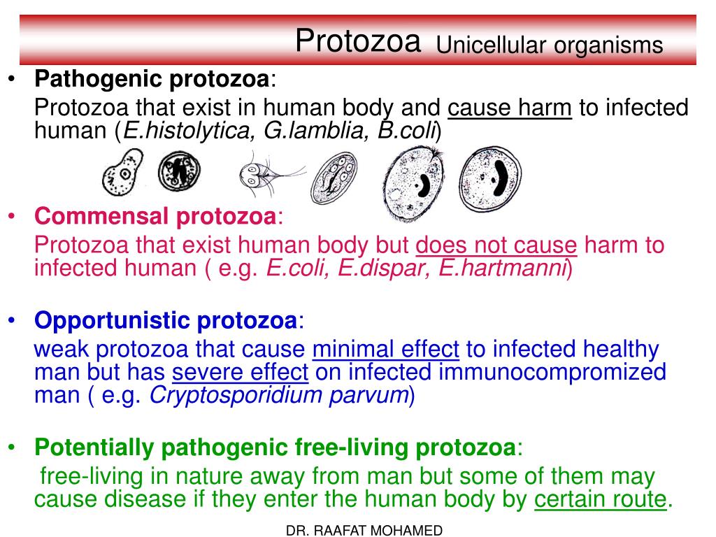 PPT - Protozoa PowerPoint Presentation, free download - ID:6756023