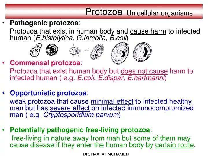 Parazitele protozoare ppt. Prevenirea și tratamentul medicamentelor parazite.