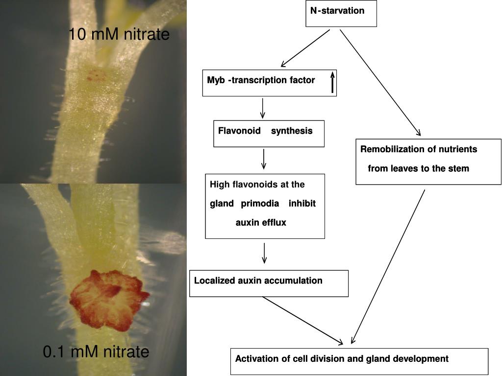 PPT What are roles of flavonoids in the development of plant