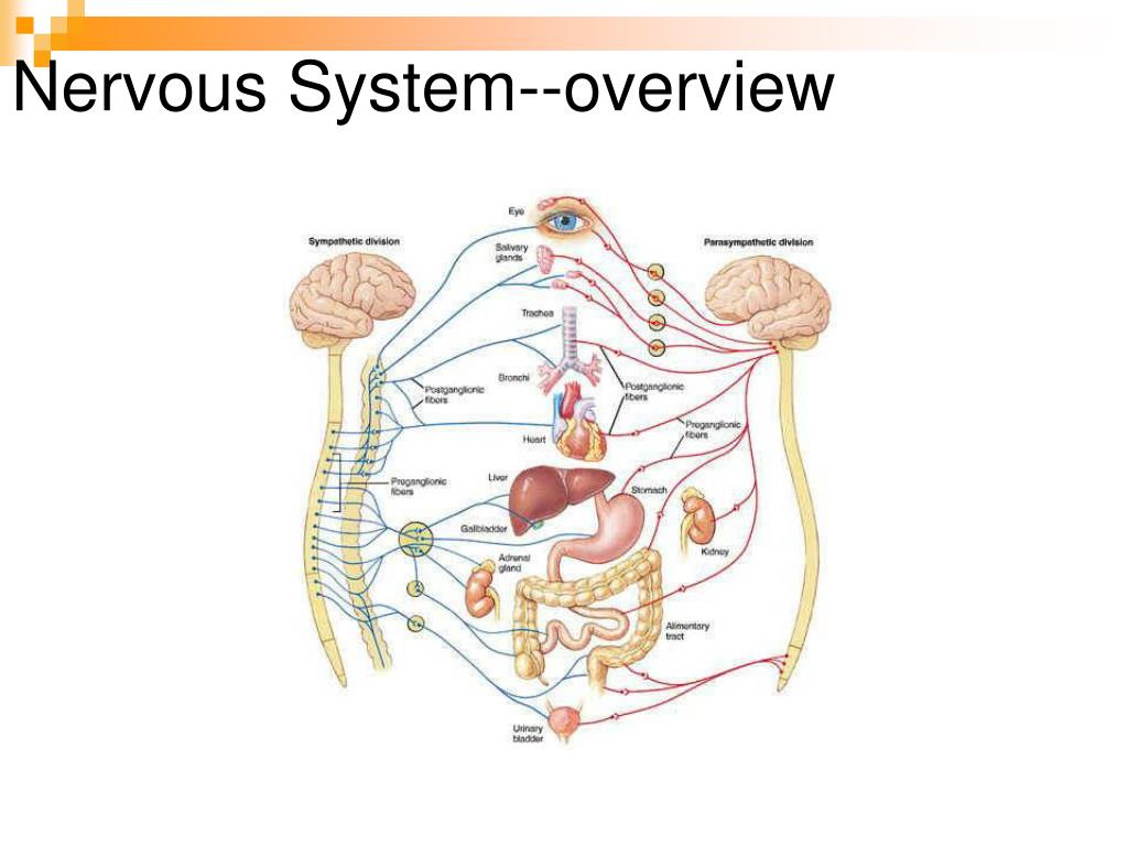 PPT - Unit 3: Control Systems of the Human Body PowerPoint Presentation