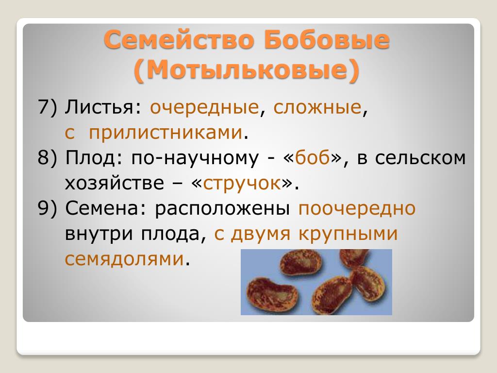 Images БИОЛОГИЯ ТАБЛИЦА СЕМЕЙСТВА ДВУДОЛЬНЫЕ
