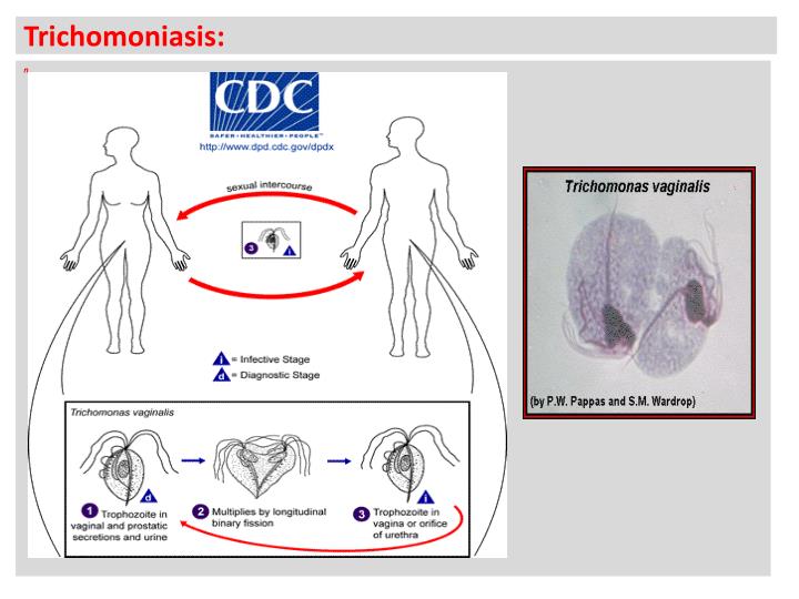 an overview of chlamydia a common sexually transmitted infection of the urogenital tract in the unit Treatment of urinary tract infections depends on the isolation and -most diseases of the reproductive system are sexually transmitted diseases (stds) -c trachomatis infection is the most common std. an overview of chlamydia a common sexually transmitted infection of the urogenital tract in the unit Treatment of urinary tract infections depends on the isolation and -most diseases of the reproductive system are sexually transmitted diseases (stds) -c trachomatis infection is the most common std.