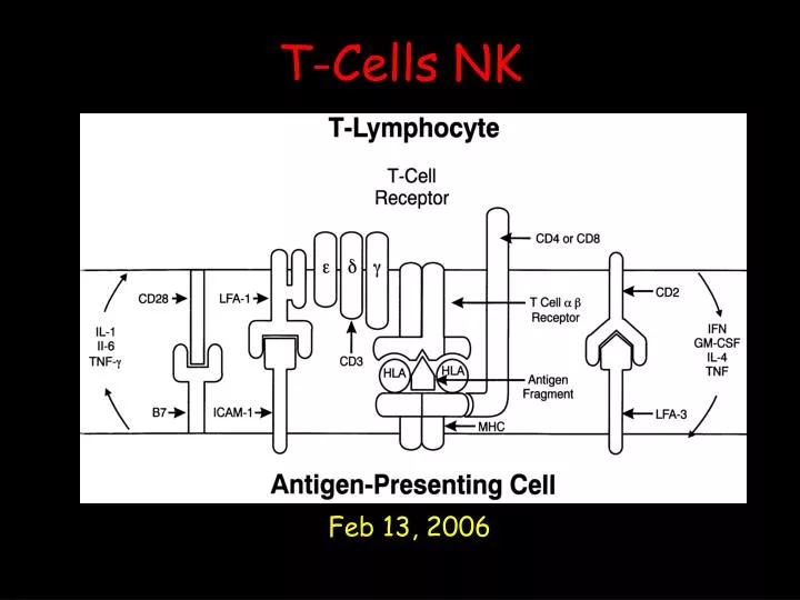 t cells nk n.