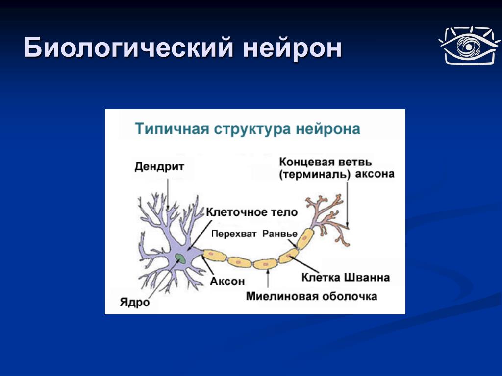 Название нервной клетки. Строение биологического нейрона. Схема биологического нейрона. Строение биологического нейрона строение нейрона. Биологический Нейрон схема строения.