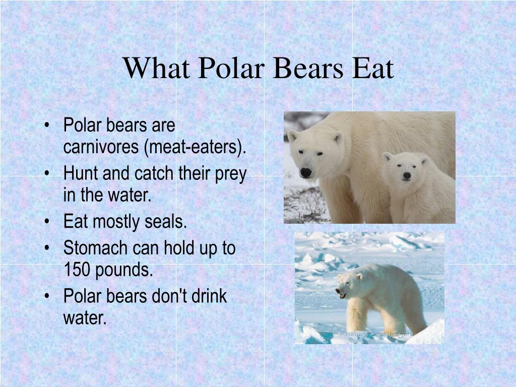 Как на английском будет медведь. Белый медведь по английскому. Английский язык Polar Bears. Английский язык по белого медведя. Полярный медведь на английском.