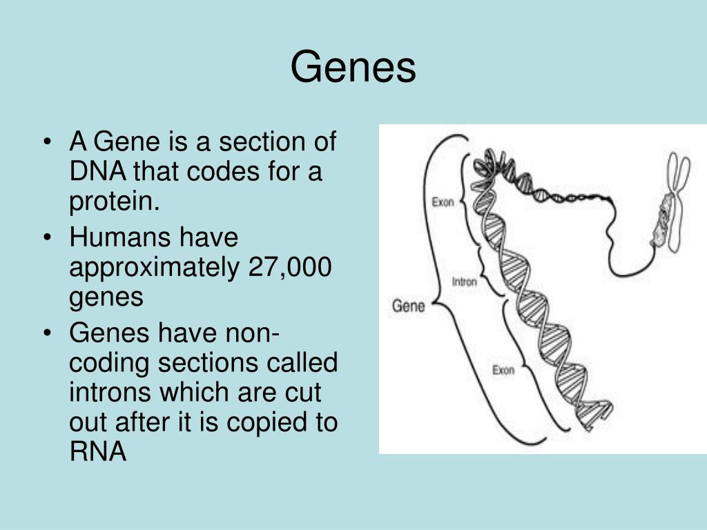 Ppt Dna Chromosomes And Genes Powerpoint Presentation Free Download