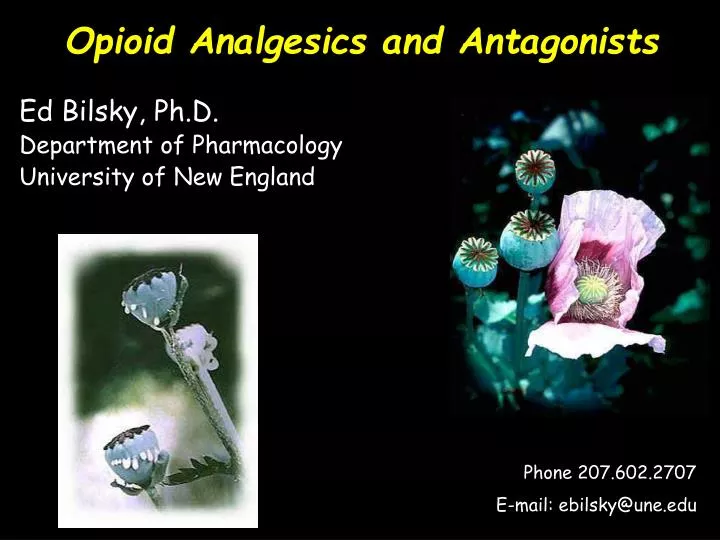 opioid analgesics and antagonists n.