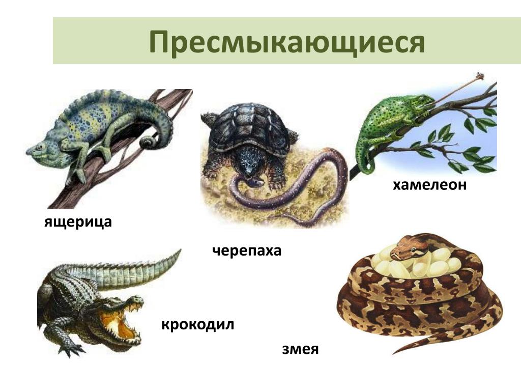 Отметь пресмыкающихся. Класс земноводные класс пресмыкающиеся. Рептилии и земноводные. Пресмыкающиеся животные примеры. Группа животных пресмыкающиеся.