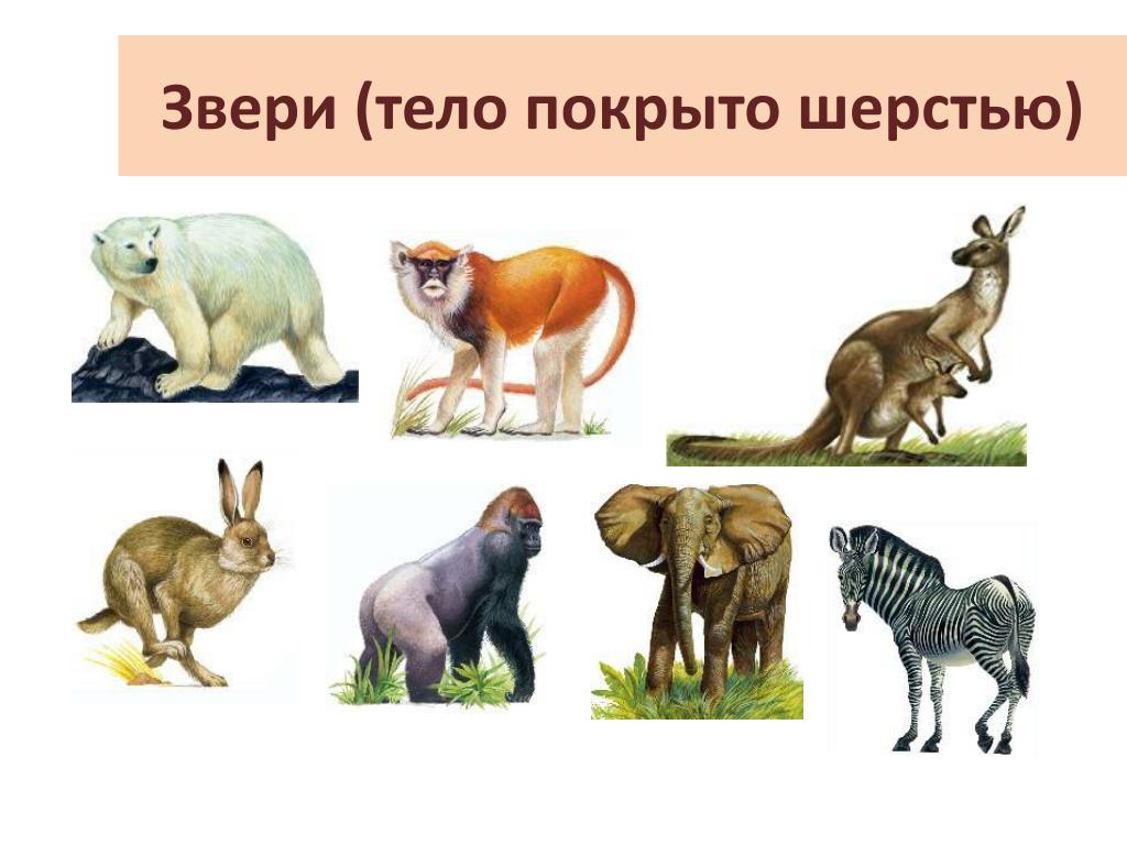 Вид животных 3 класс окружающий. Млекопитающие животные. Многообразие зверей. Группа животных звери. Три группы животных.