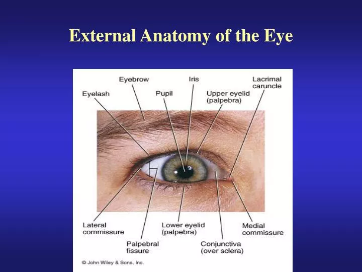 eye structure download free eye structure download free