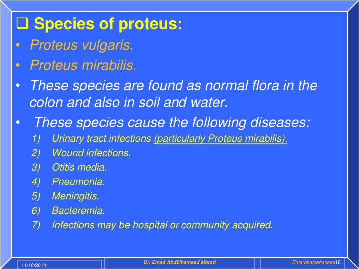 proteus mirabilis treatment