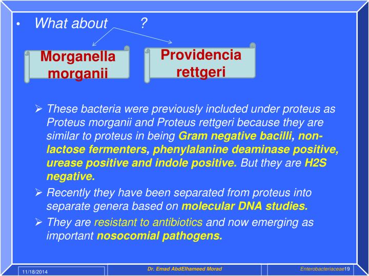 PPT SHIGELLA & PROTEUS PowerPoint Presentation ID6763854
