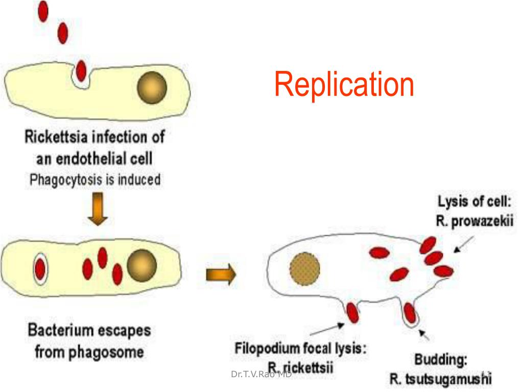 Развитие хламидий. Жизненный цикл риккетсии Провачека. Жизненный цикл риккетсий схема. Жизненный цикл риккетсии микробиология. Жизненный ЦИК рекктисйи.