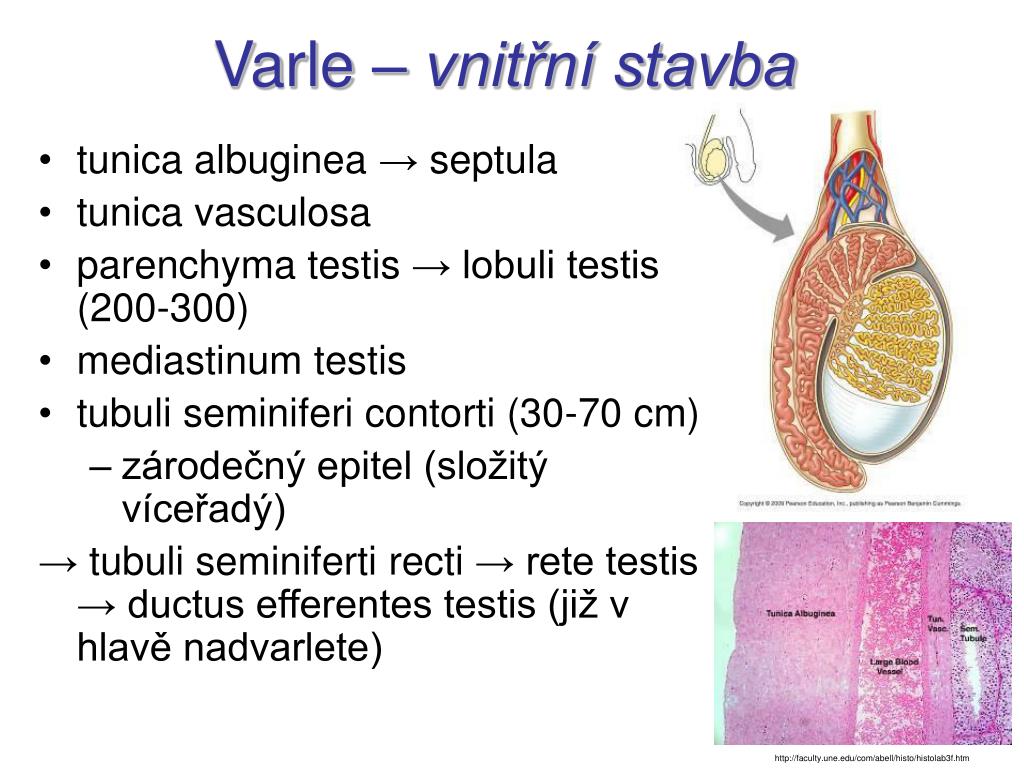 PPT Mu sk Pohlavn stroj Systema Genitale Masculinum PowerPoint ppt-mu-sk-pohlavn-stroj-systema-genitale-masculinum-powerpoint