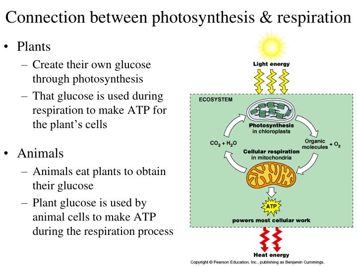 How do plants obtain glucose Idea
