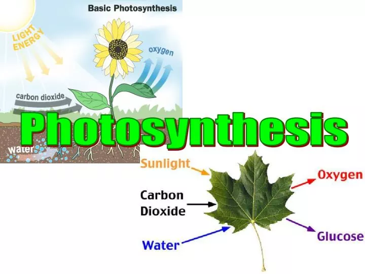 PPT - Photosynthesis PowerPoint Presentation - ID:6767108