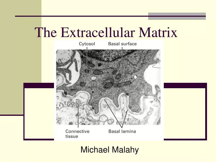 the extracellular matrix n.