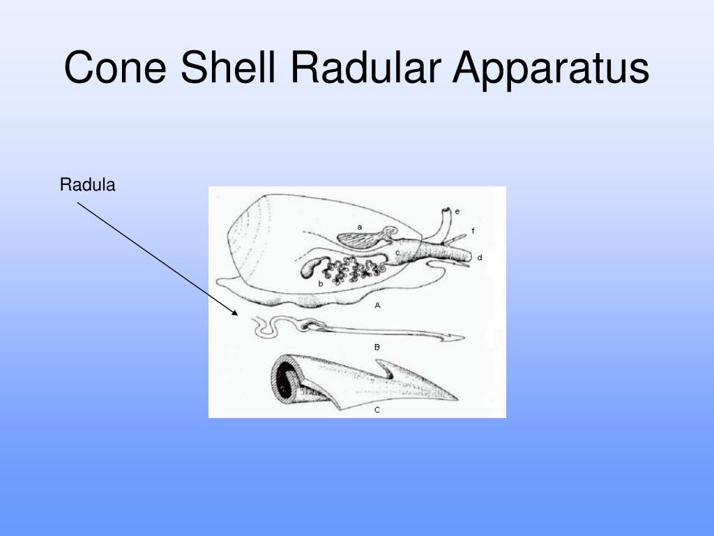 PPT - Dangerous Marine Organisms PowerPoint Presentation, free download ...