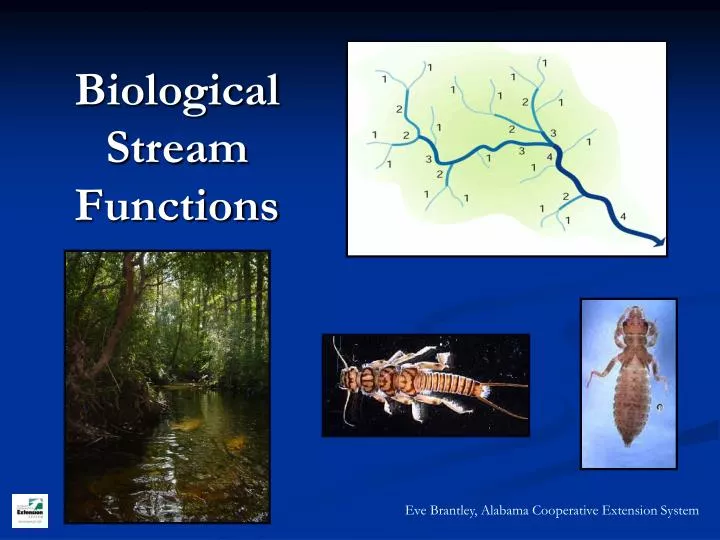 biological stream functions n.