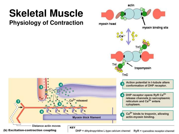 skeletal muscle physiology essay View notes - human physiology- frog skeletal muscle lab report from bio 100 at university of phoenix lab1sciaticnerveandcompoundactionpotentials rana pipiens leopard frog, sciatic nerve. skeletal muscle physiology essay View notes - human physiology- frog skeletal muscle lab report from bio 100 at university of phoenix lab1sciaticnerveandcompoundactionpotentials rana pipiens leopard frog, sciatic nerve.
