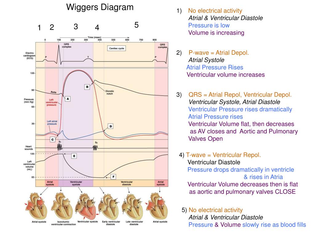 PPT - Cardiovascular Physiology PowerPoint Presentation, free download ...