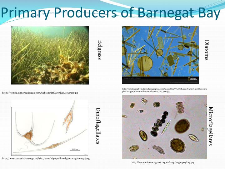 PPT Food Chains and Food Webs PowerPoint Presentation