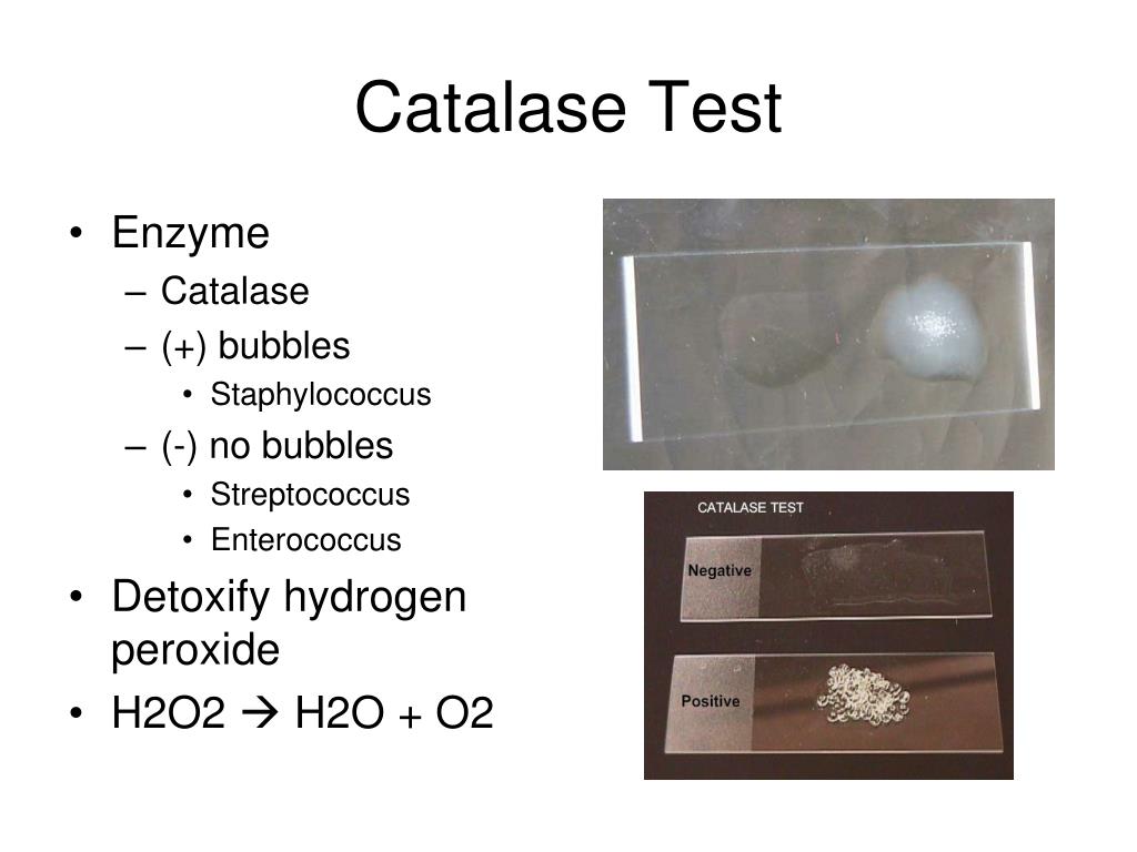 Тест на ферменты. Стрептококки каталаза положительные. Тест на каталазу стафилококков. Тест на каталазу для стафилококка и стрептококка. Энтерококки каталаза.