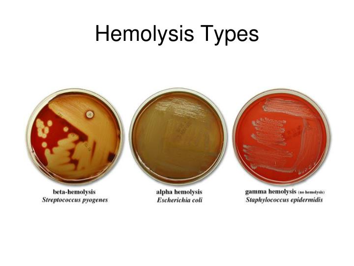PPT Staph and Strep PowerPoint Presentation ID6770788