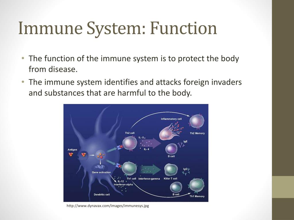 Функция system. Immune System. Digestive immune System. Передача System and function. Immune System for presentation.