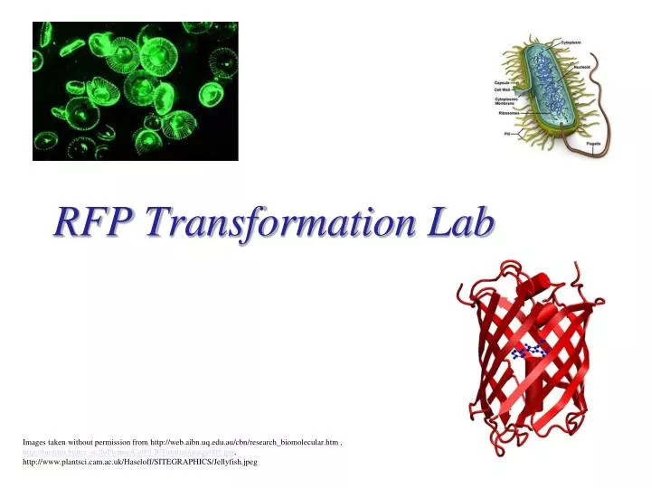 rfp transformation lab n.
